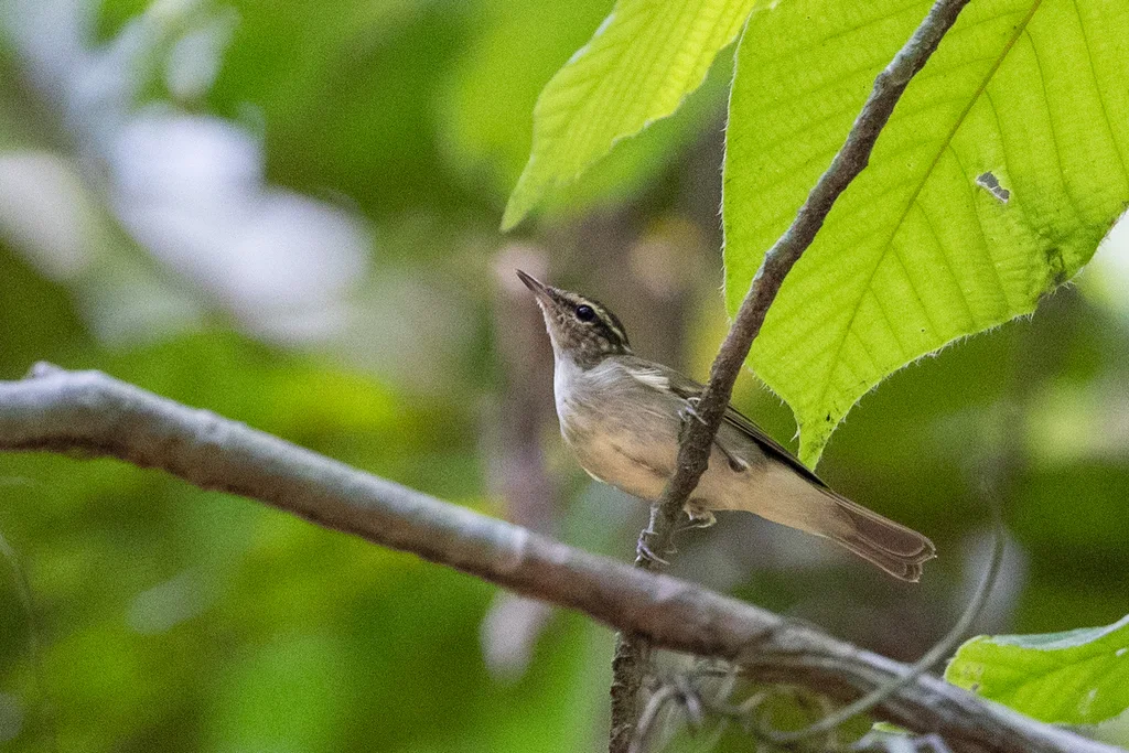 乌嘴柳莺(Phylloscopus magnirostris)