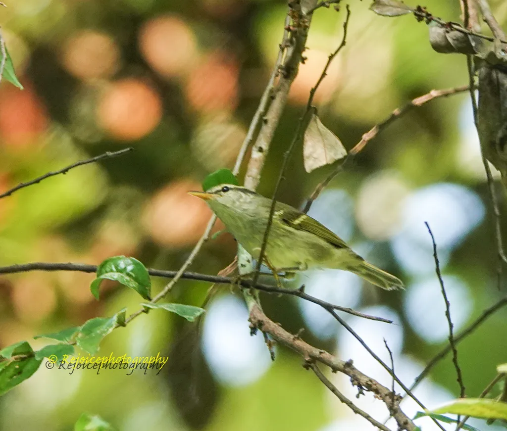 乌嘴柳莺(Phylloscopus magnirostris)