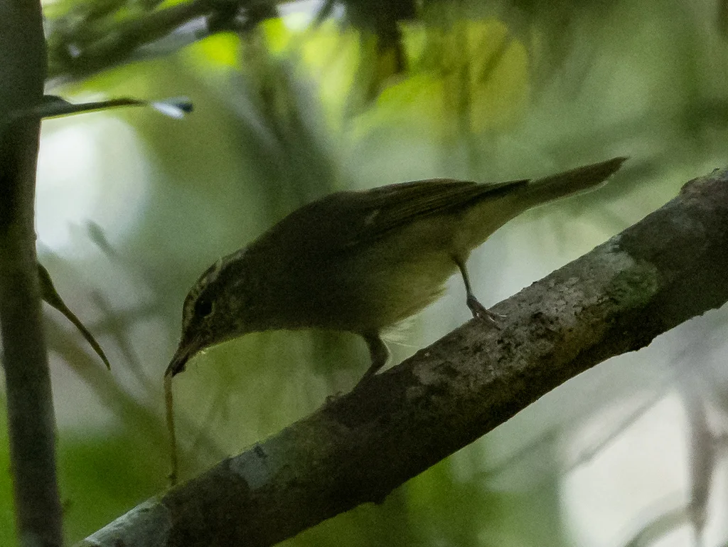 乌嘴柳莺(Phylloscopus magnirostris)