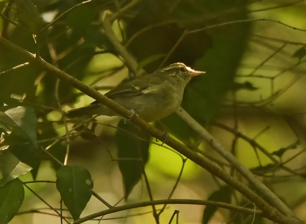乌嘴柳莺(Phylloscopus magnirostris)