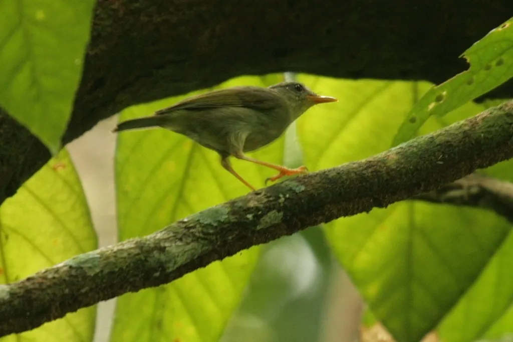 比岛柳莺(Phylloscopus misoriensis)