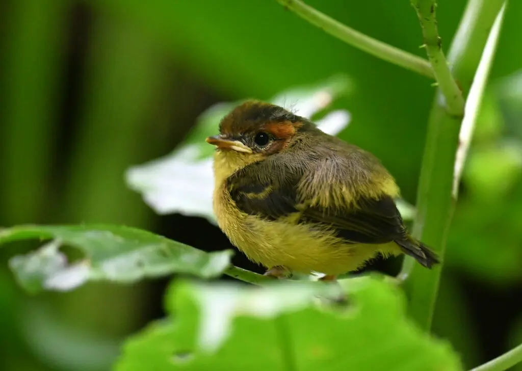 黄胸鹟莺(Phylloscopus montis)
