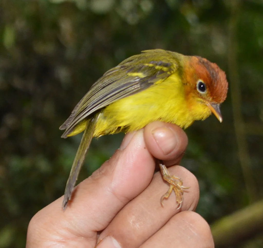 黄胸鹟莺(Phylloscopus montis)