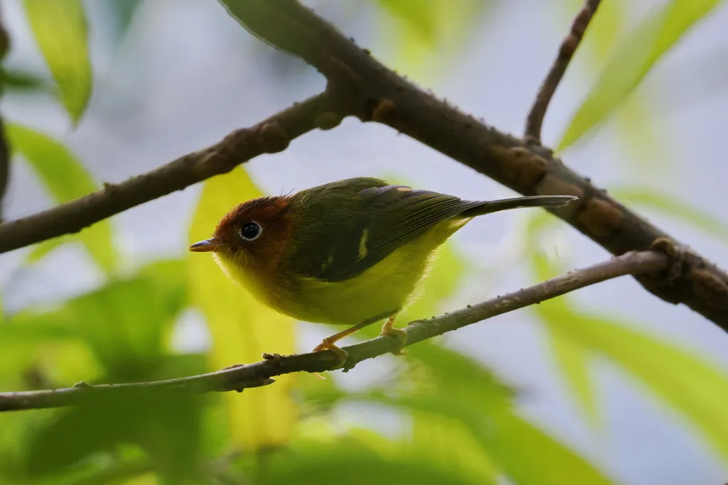 黄胸鹟莺(Phylloscopus montis)