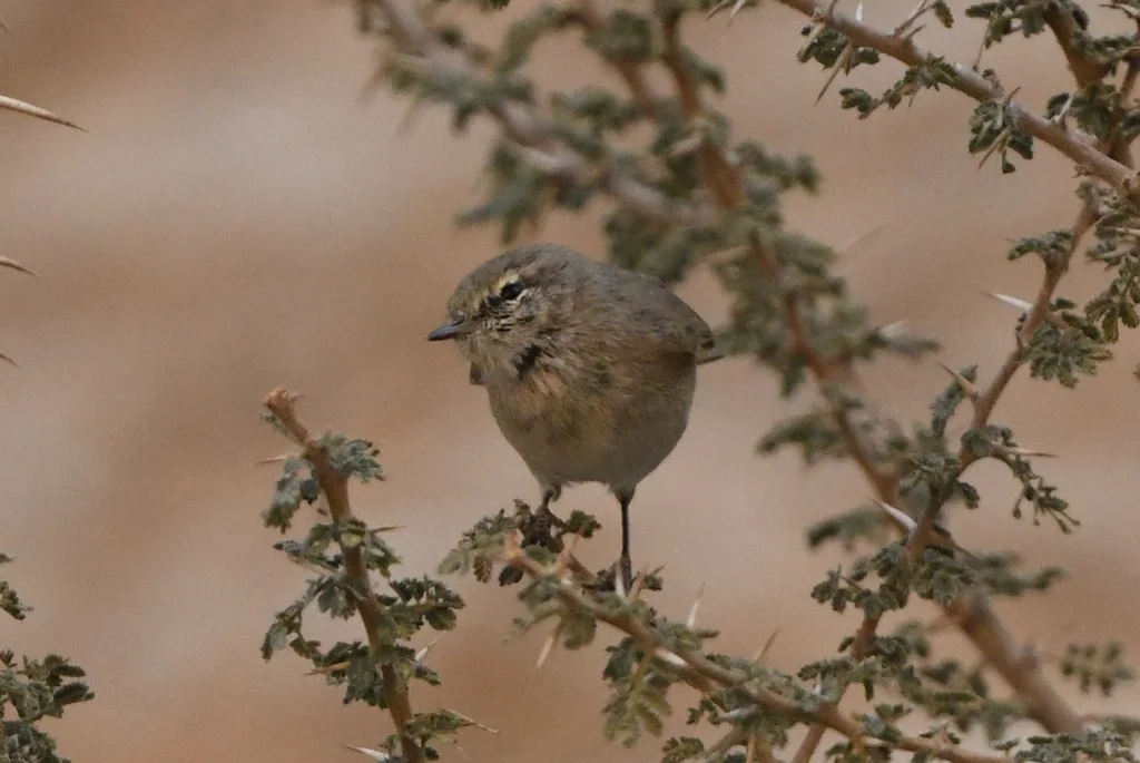 纯色柳莺(Phylloscopus neglectus)