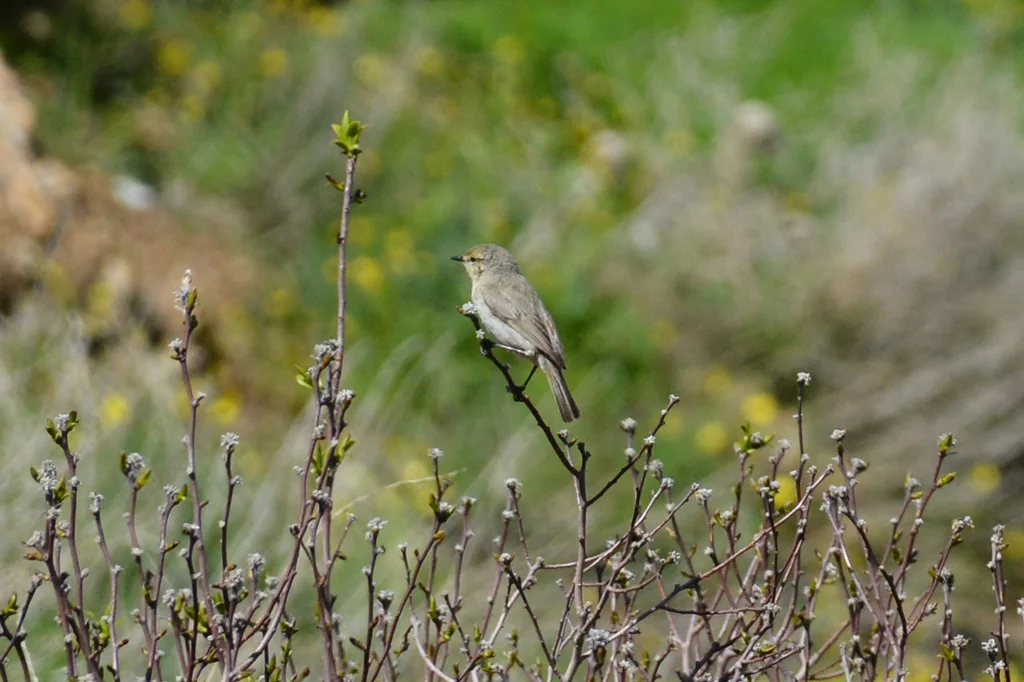 纯色柳莺(Phylloscopus neglectus)