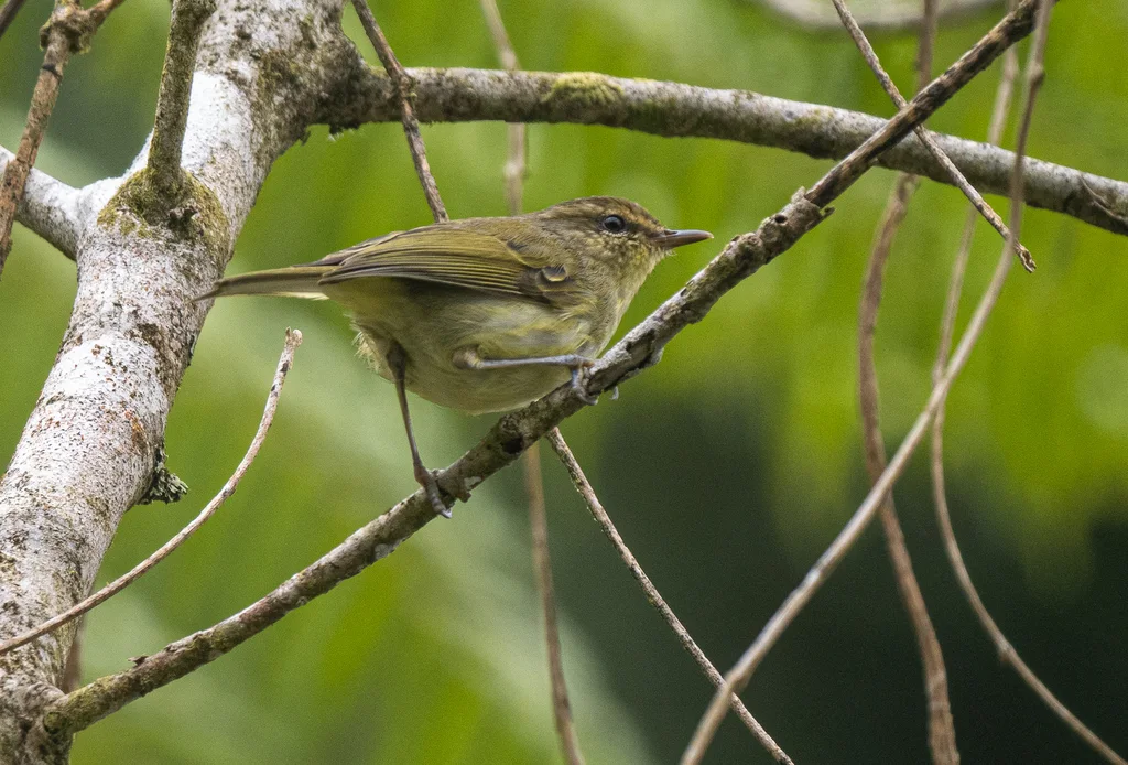 内岛柳莺(Phylloscopus nigrorum)