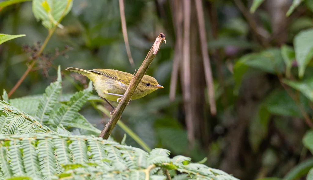 内岛柳莺(Phylloscopus nigrorum)
