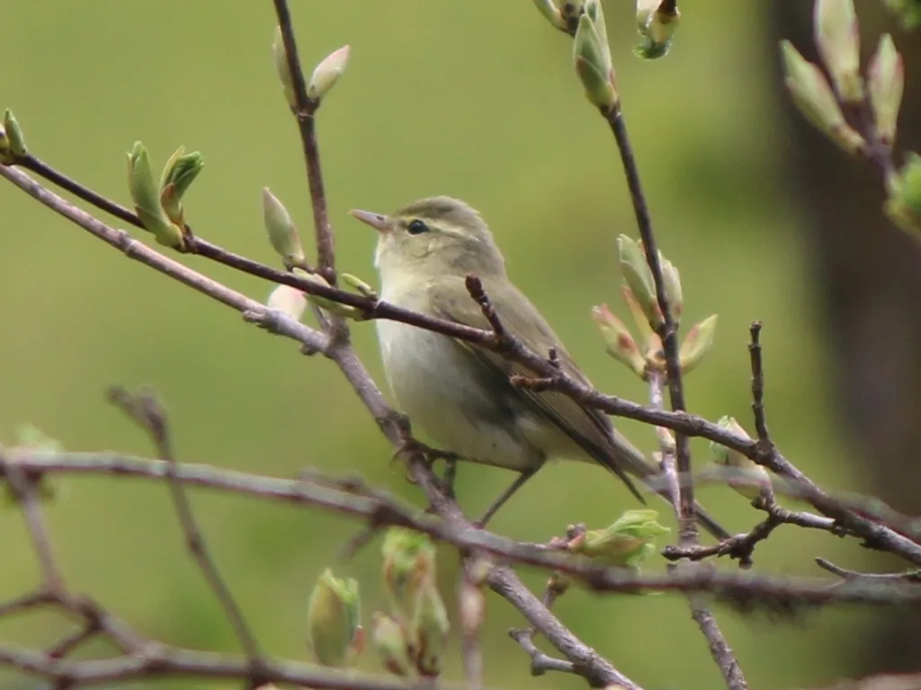 绿柳莺(Phylloscopus nitidus)