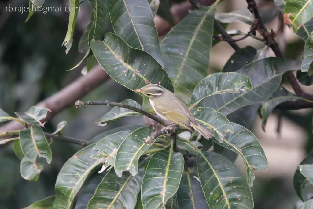 大冕柳莺(Phylloscopus occipitalis)