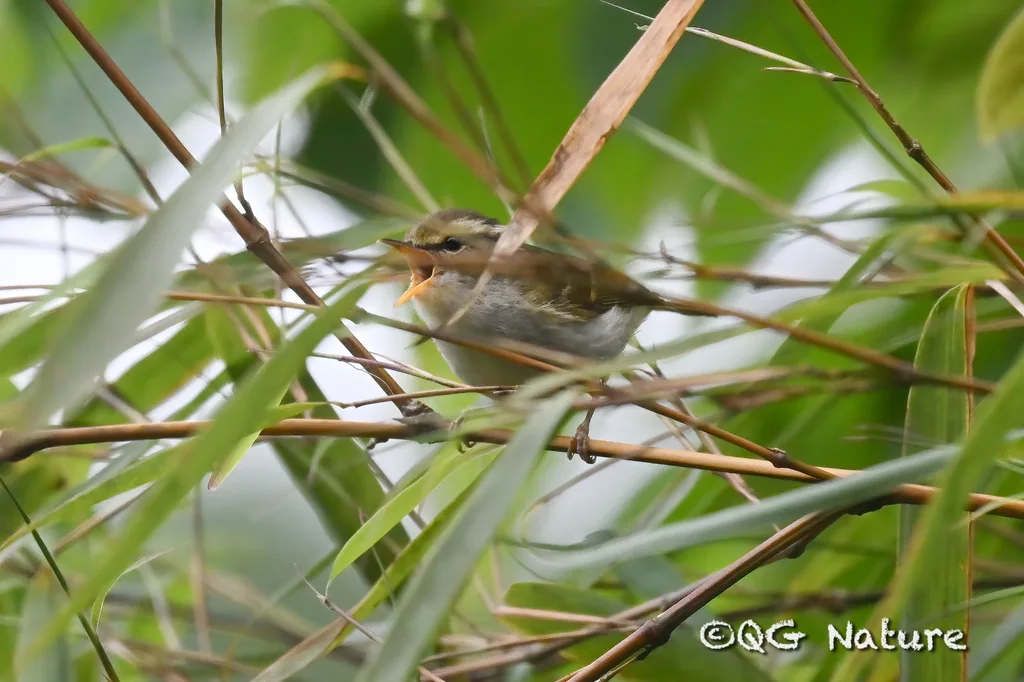 白斑尾柳莺(Phylloscopus ogilviegranti)