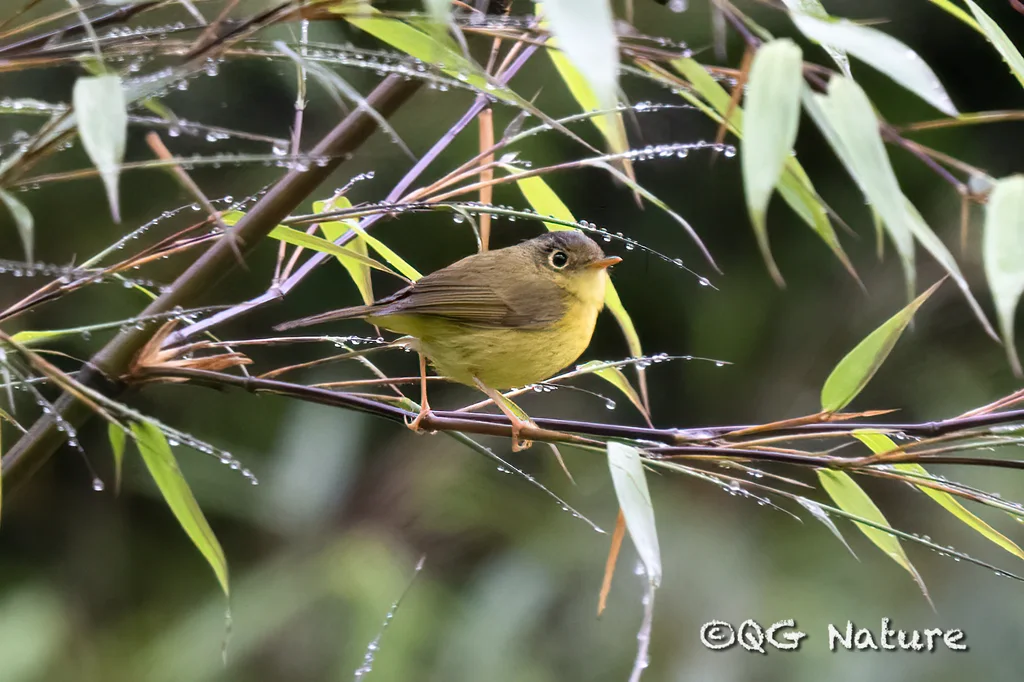 峨眉鹟莺（Phylloscopus omeiensis）