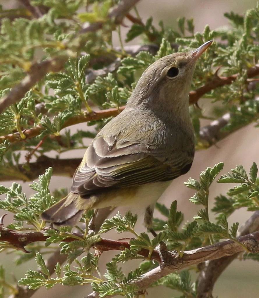 东博氏柳莺(Phylloscopus orientalis)
