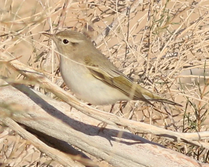 东博氏柳莺(Phylloscopus orientalis)