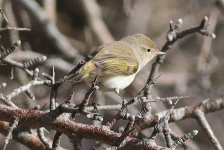 东博氏柳莺(Phylloscopus orientalis)