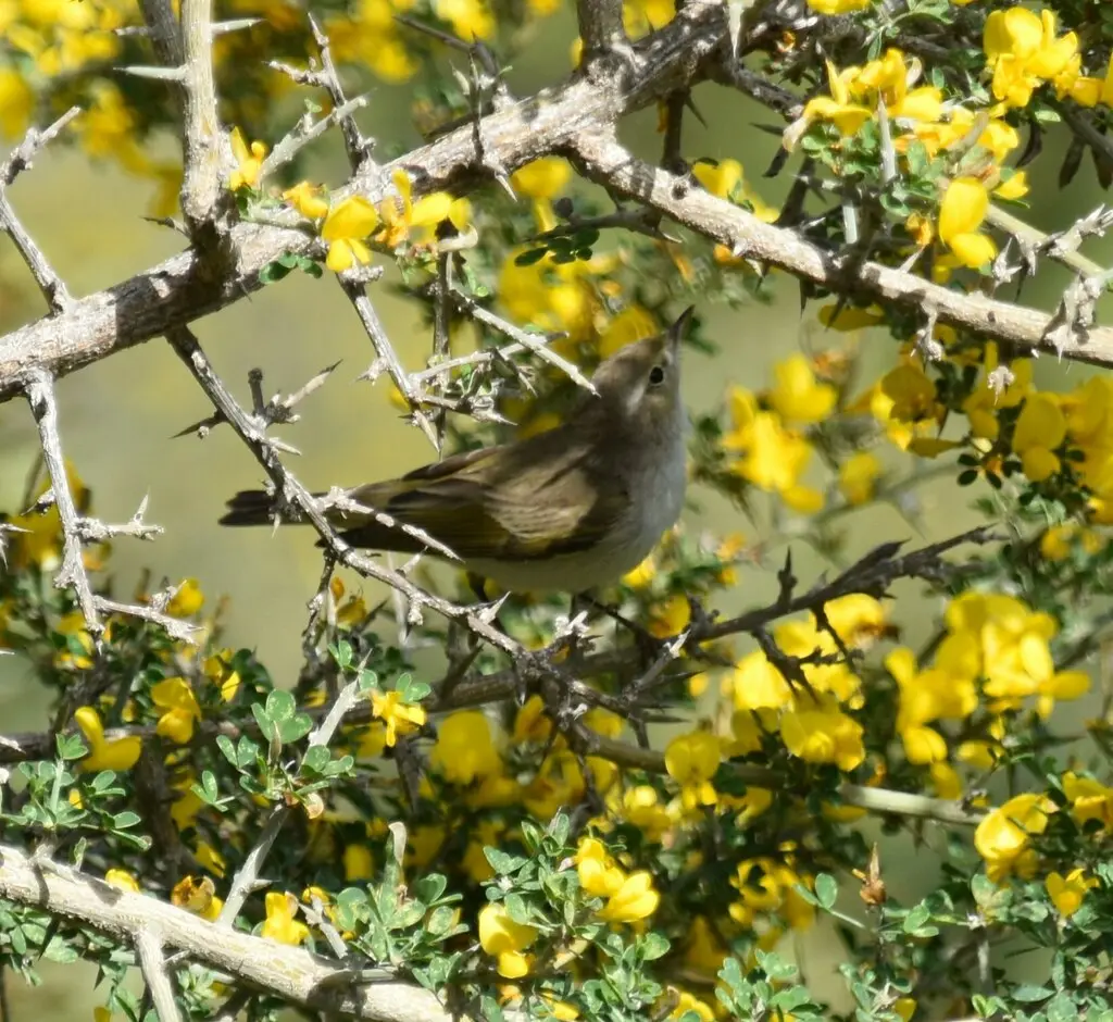 东博氏柳莺(Phylloscopus orientalis)