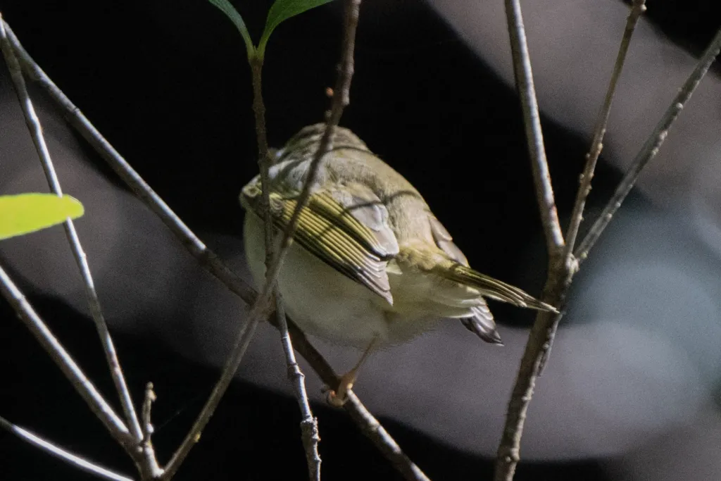 双斑绿柳莺(Phylloscopus plumbeitarsus)