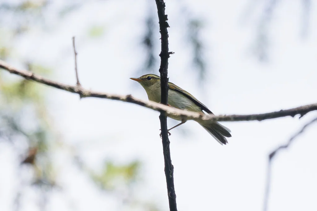 双斑绿柳莺(Phylloscopus plumbeitarsus)