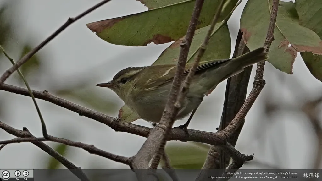 双斑绿柳莺(Phylloscopus plumbeitarsus)