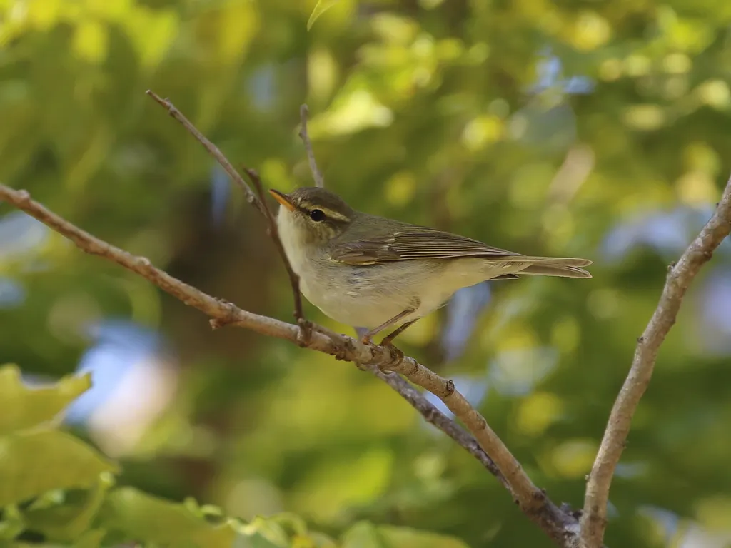 双斑绿柳莺(Phylloscopus plumbeitarsus)