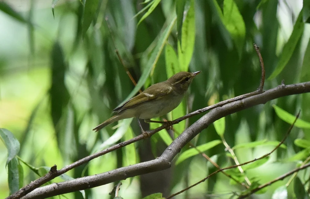 双斑绿柳莺(Phylloscopus plumbeitarsus)