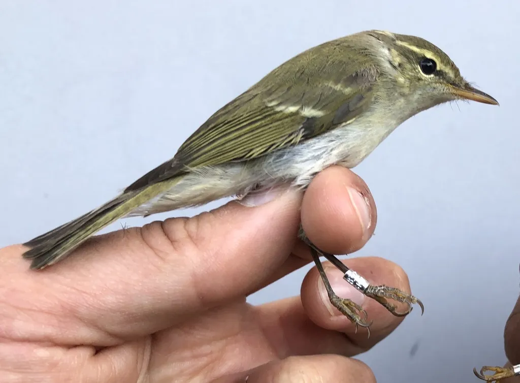 双斑绿柳莺(Phylloscopus plumbeitarsus)