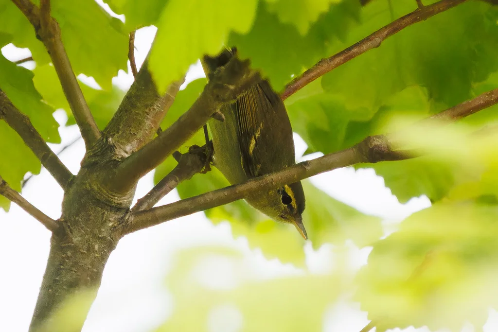双斑绿柳莺(Phylloscopus plumbeitarsus)