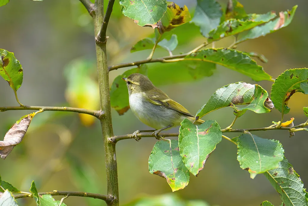 双斑绿柳莺(Phylloscopus plumbeitarsus)