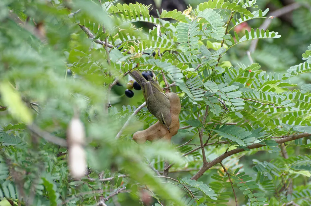 双斑绿柳莺(Phylloscopus plumbeitarsus)
