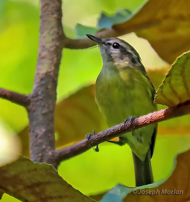 海岛柳莺(Phylloscopus poliocephalus)