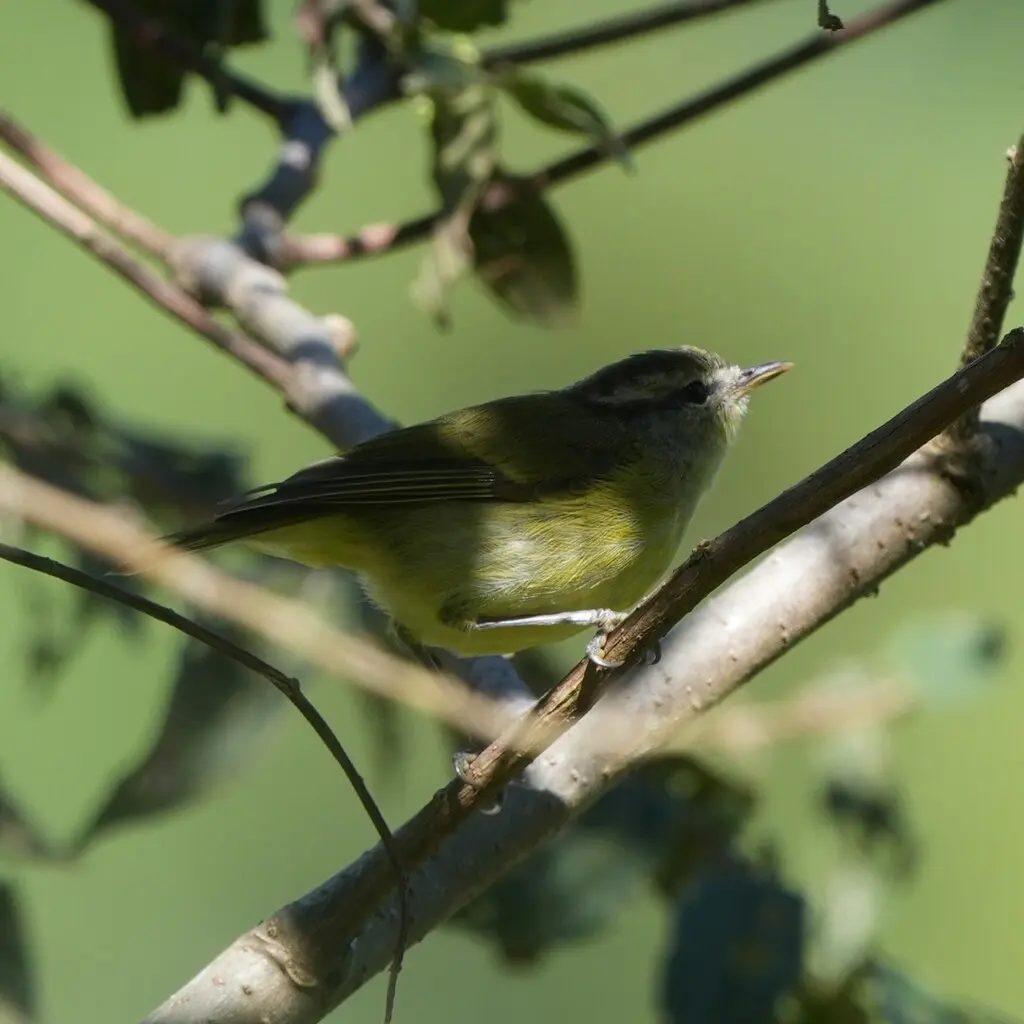 海岛柳莺(Phylloscopus poliocephalus)