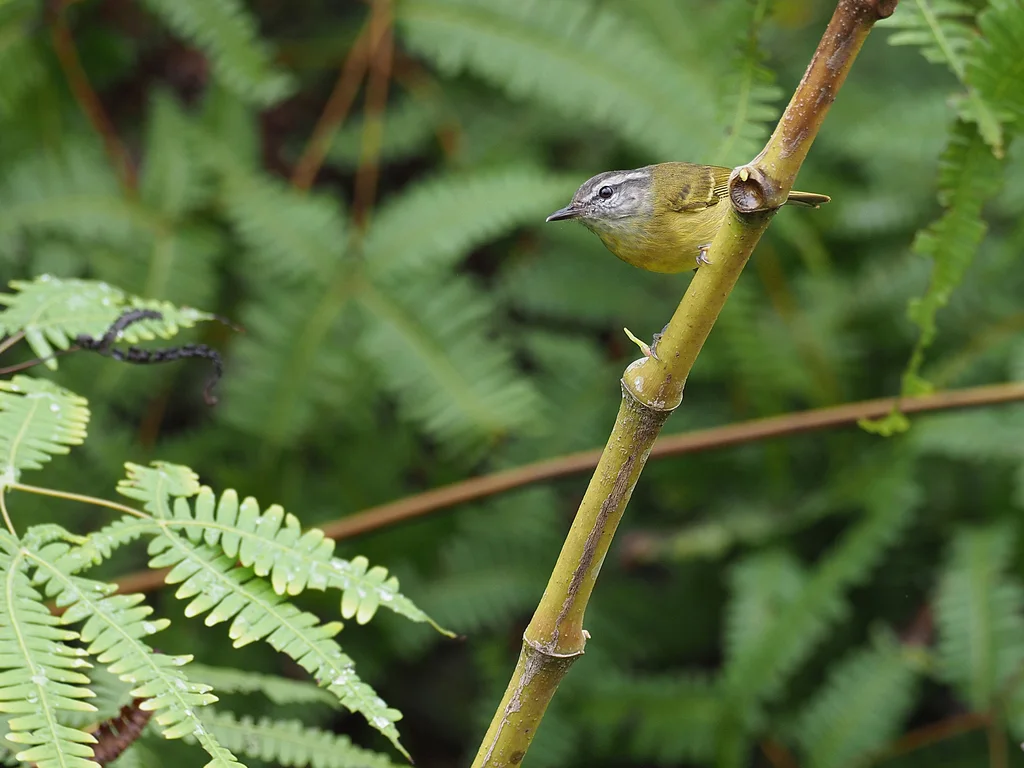 海岛柳莺(Phylloscopus poliocephalus)