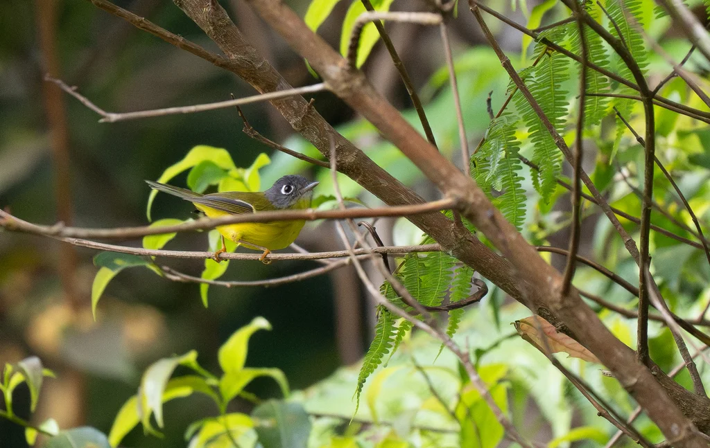 灰脸鹟莺(Phylloscopus poliogenys)