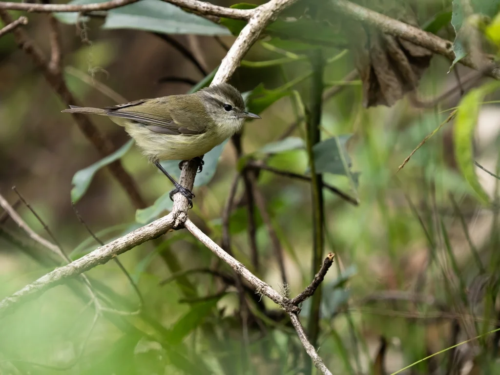帝汶柳莺(Phylloscopus presbytes)