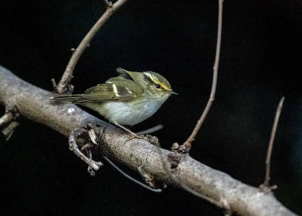 黄腰柳莺(Phylloscopus proregulus)