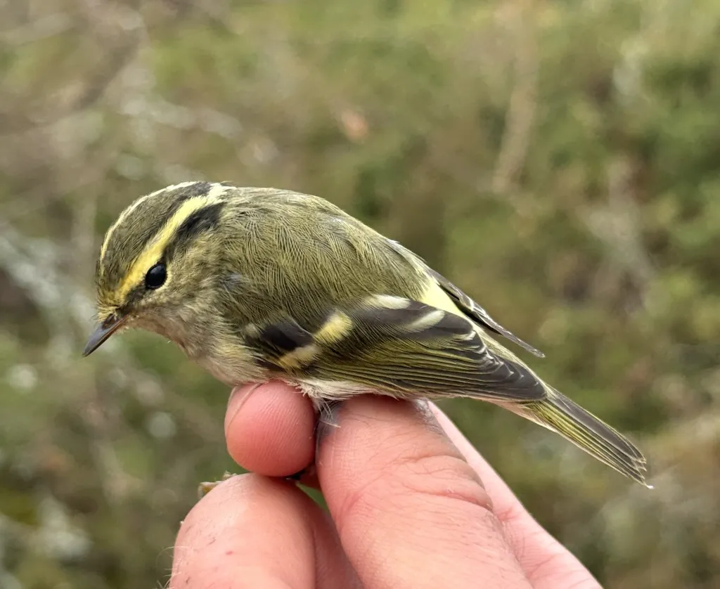 黄腰柳莺(Phylloscopus proregulus)