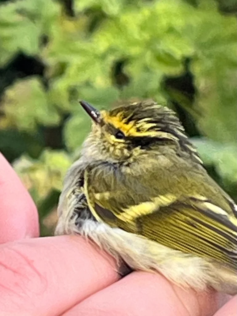 黄腰柳莺(Phylloscopus proregulus)