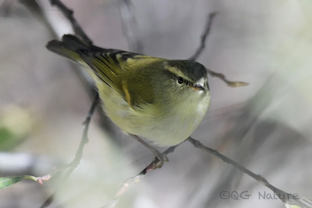 橙斑翅柳莺（Phylloscopus pulcher）