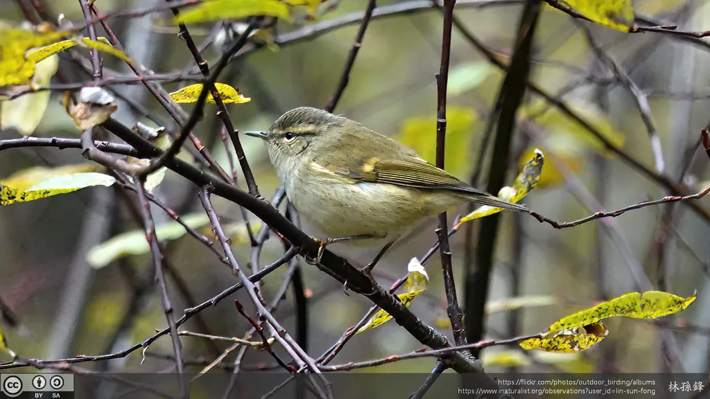 橙斑翅柳莺（Phylloscopus pulcher）