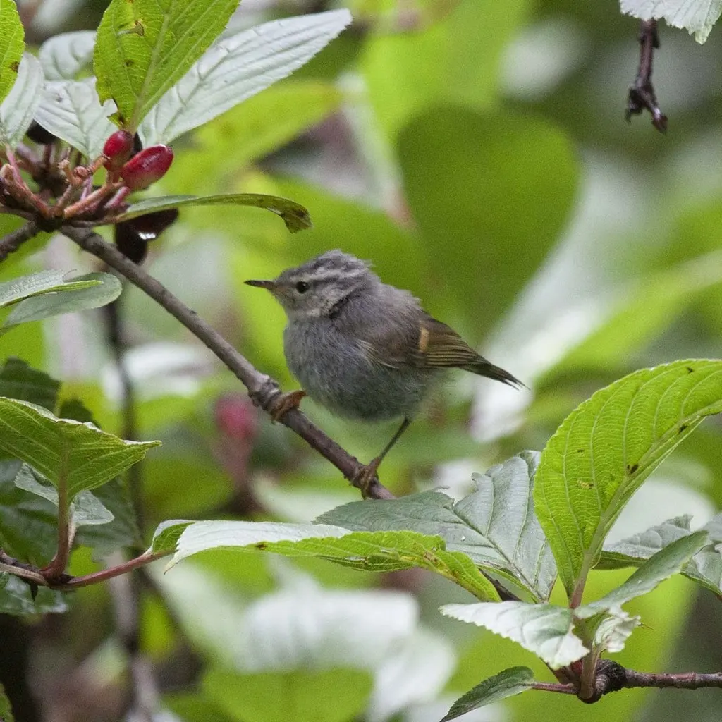 橙斑翅柳莺（Phylloscopus pulcher）