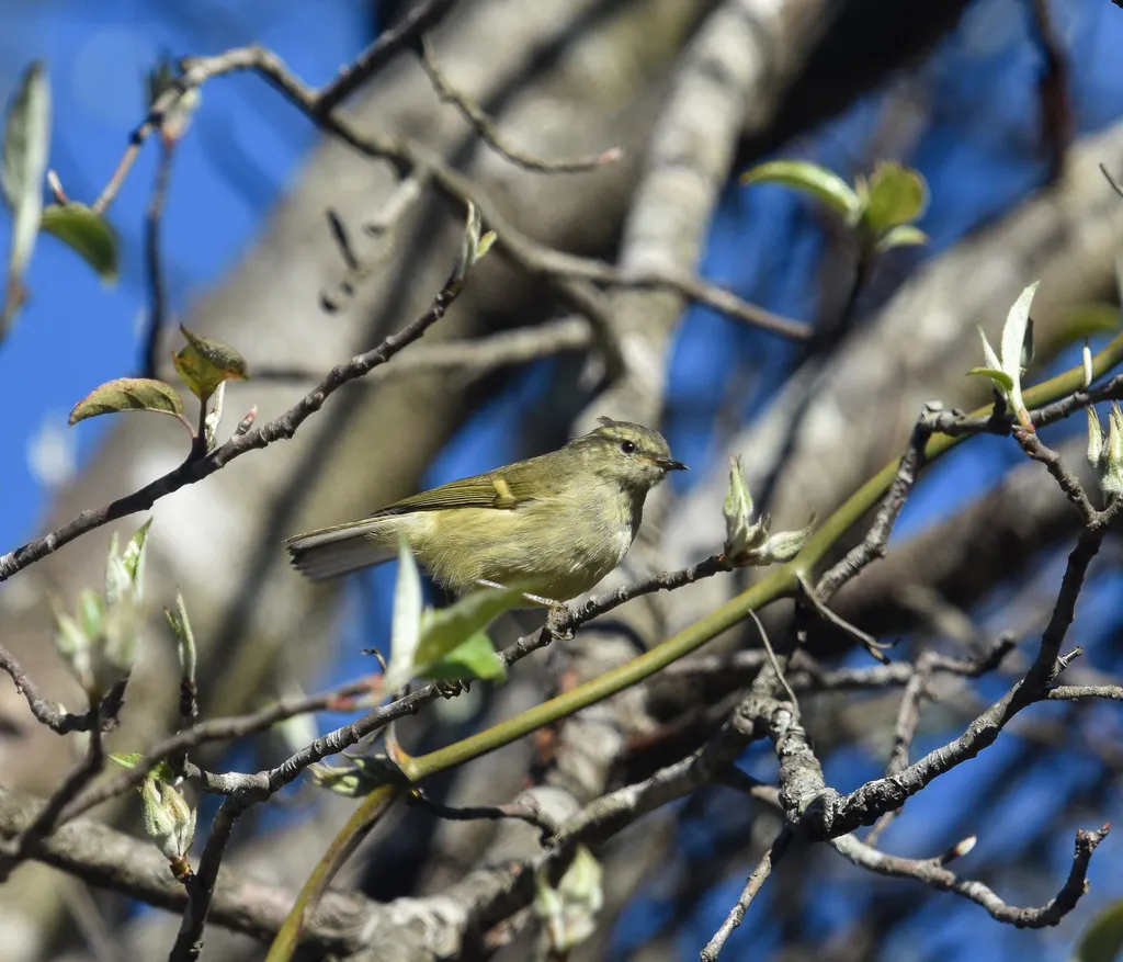 橙斑翅柳莺（Phylloscopus pulcher）