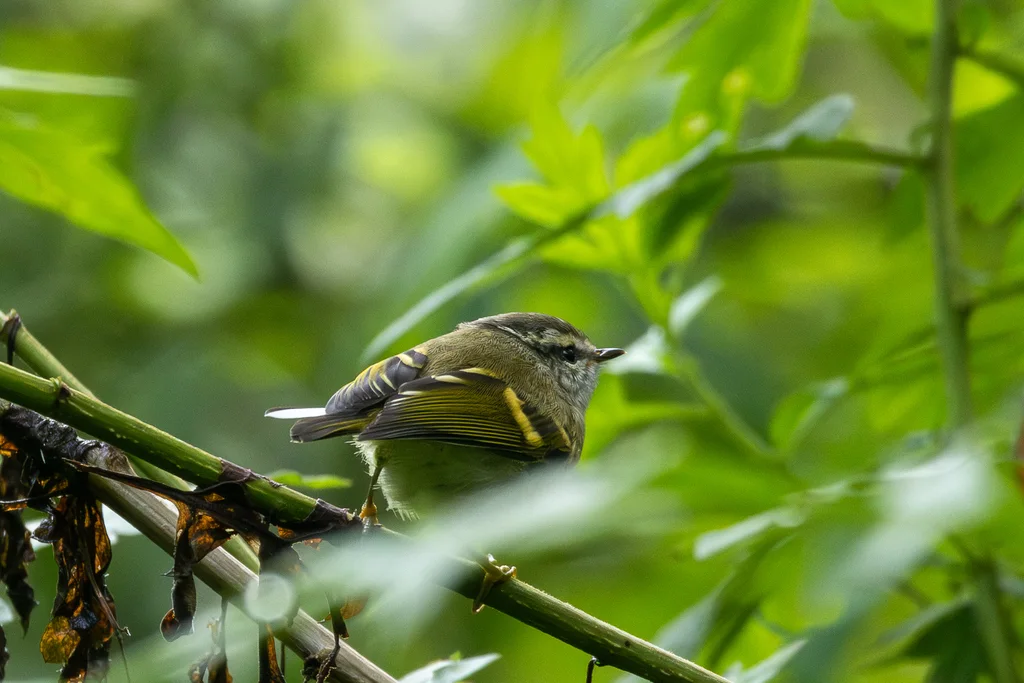 橙斑翅柳莺（Phylloscopus pulcher）