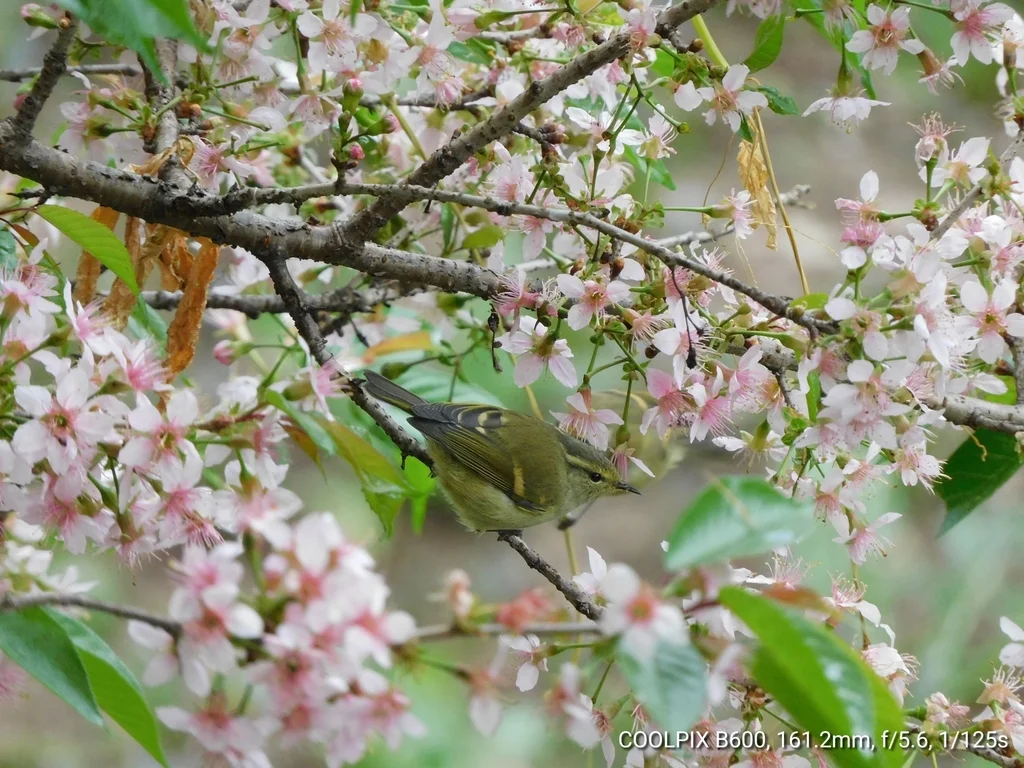 橙斑翅柳莺（Phylloscopus pulcher）