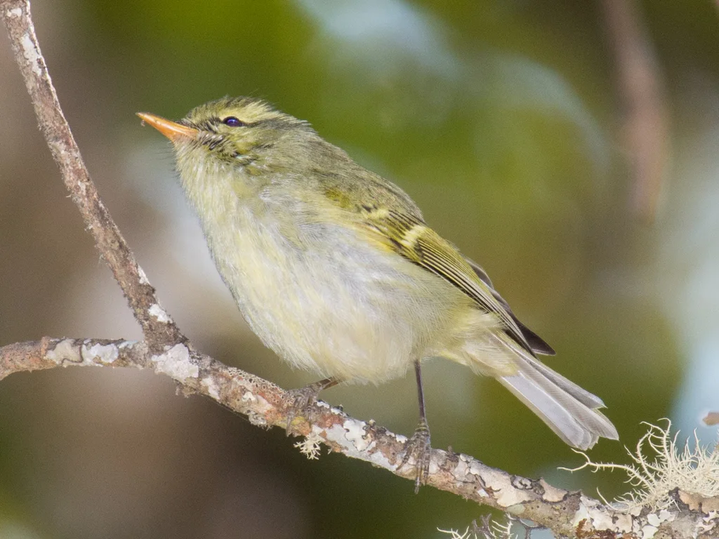 西南冠纹柳莺（Phylloscopus reguloides）