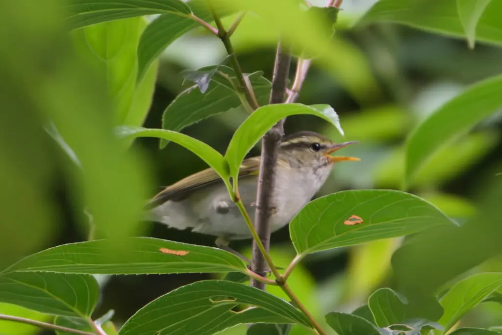 西南冠纹柳莺（Phylloscopus reguloides）