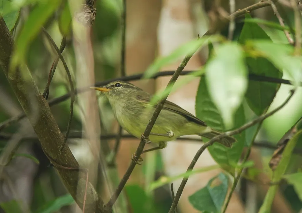 西南冠纹柳莺（Phylloscopus reguloides）