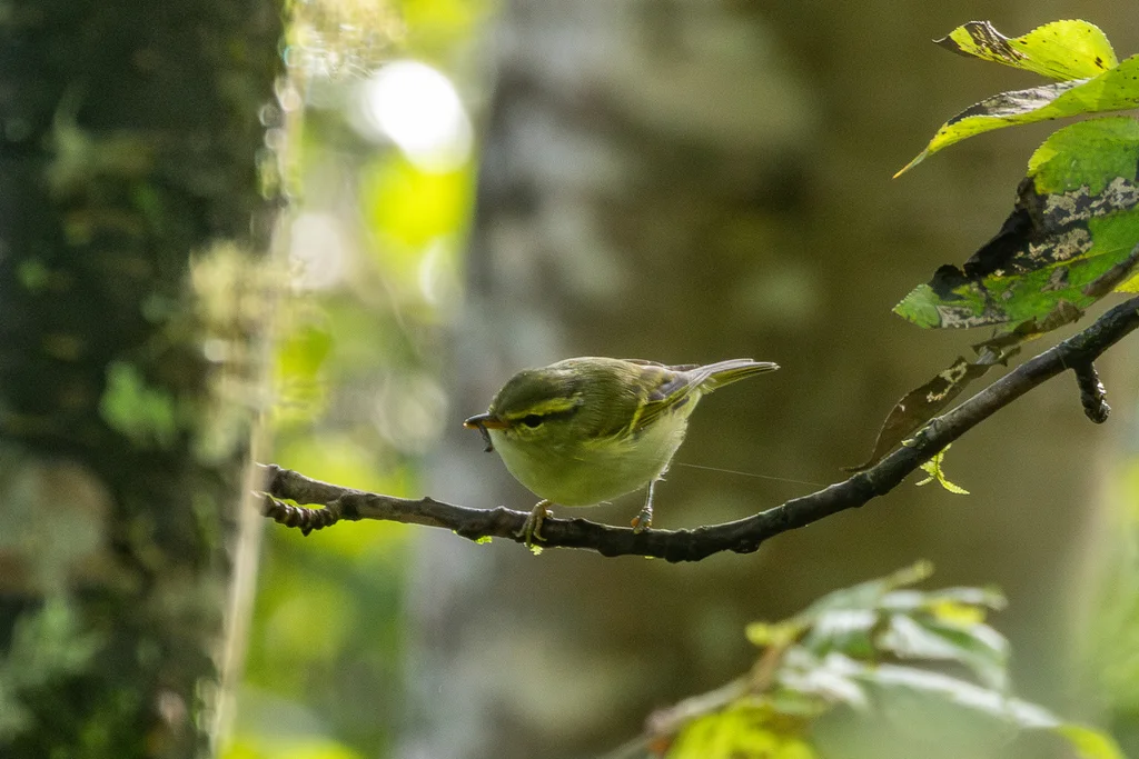 西南冠纹柳莺（Phylloscopus reguloides）