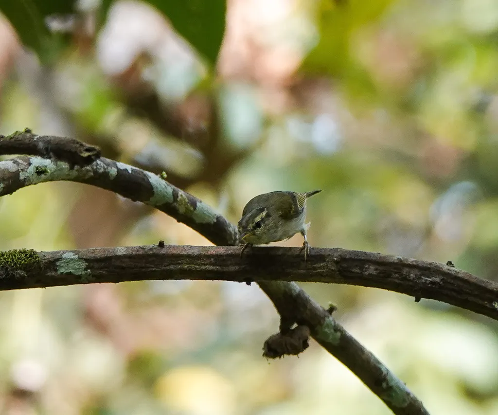 西南冠纹柳莺（Phylloscopus reguloides）