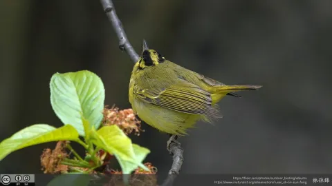 黑眉柳莺