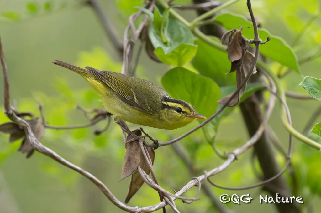 黑眉柳莺(Phylloscopus ricketti)